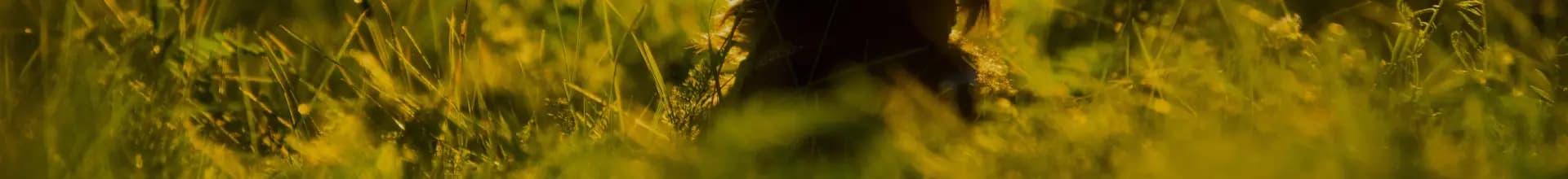 养金毛,你真的做好准备了吗 养金毛,你真的做好准备了吗