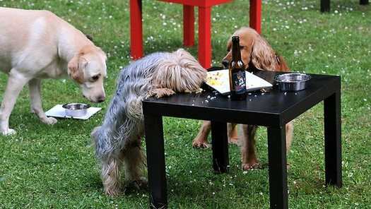 美企业研制专供狗狗饮用的啤酒-Dog Beer