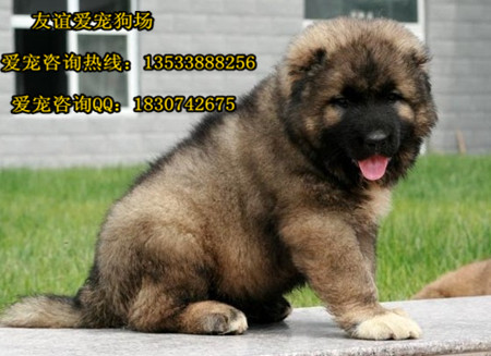 广州友谊狗场 出售纯种高加索犬 大骨架狼青色高加索幼犬热卖