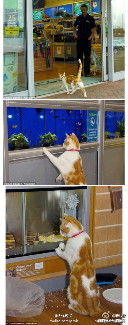 小猫每天逛宠物店 专看特价鱼和老鼠