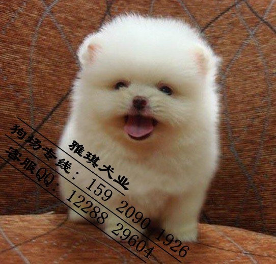 超小体 袖珍 博美宝宝 手掌大小 偶像犬种英系博美 俊介犬