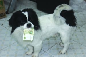 上饶市民一宠物狗自己叼钱买火腿肠令人奇