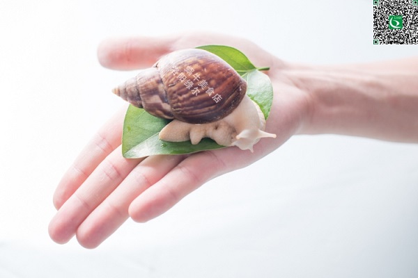 白玉蜗牛养殖_白玉蜗牛养殖月收入(3)