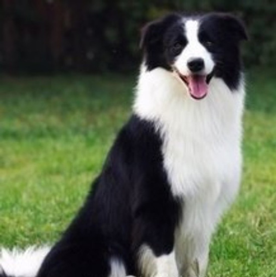 边境牧羊犬智商 边境牧羊犬性格大揭秘