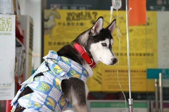 宠物不同疾病时的输液注意事项