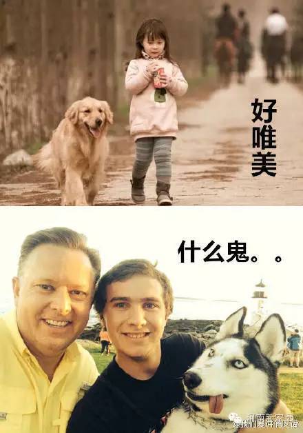 金毛和哈士奇的日常，看完后内牛满面