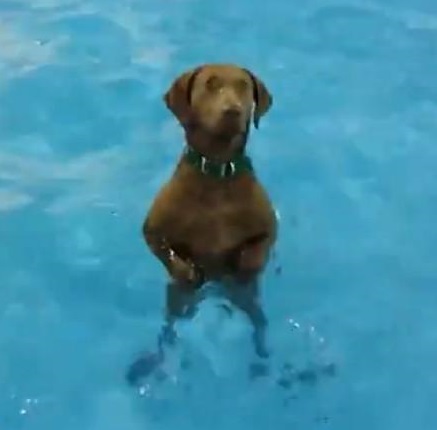 狗狗太长时间没下水，站在水里呆住了