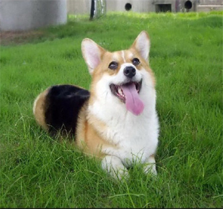 狗场出售威尔士柯基犬 纯种粗骨架三色黄白色柯基幼犬