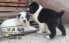 中亚牧羊犬