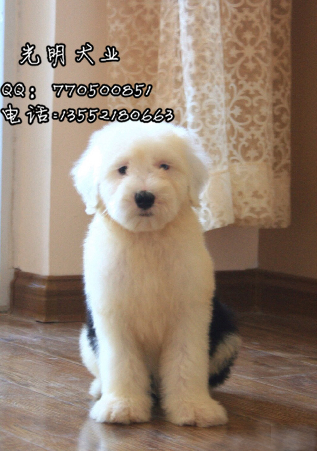 北京古牧犬多少钱一只