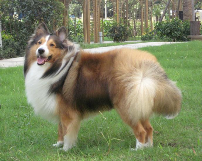 喜乐蒂正规犬舍繁殖,诚信交易,纯种犬,可签协议