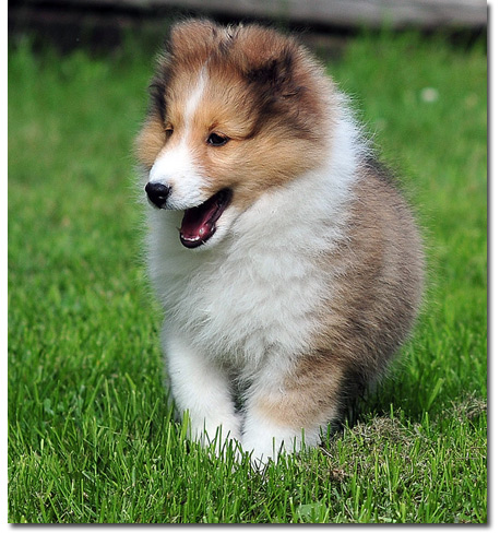 喜乐蒂正规犬舍繁殖,诚信交易,纯种犬,可签协议