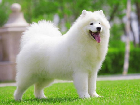纯种萨摩耶 赛系萨摩耶犬 公母均有 包邮