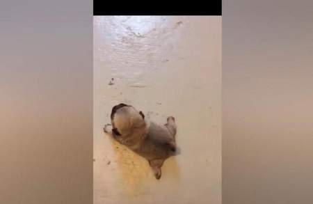 小狗劈一字腿倒退走路 惊得网友说：厉害了我的狗！