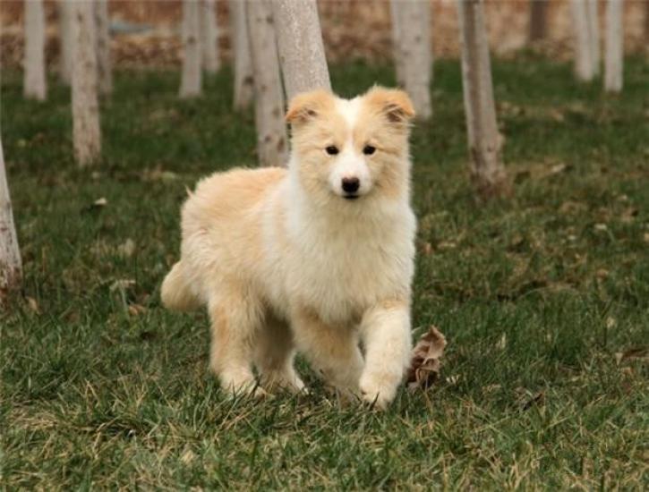 北京哪里卖纯种边牧犬 梦幻色边牧犬 出售自家繁殖边牧犬