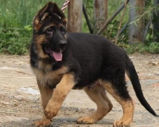 德牧幼犬 德牧多少钱 德牧掉毛吗