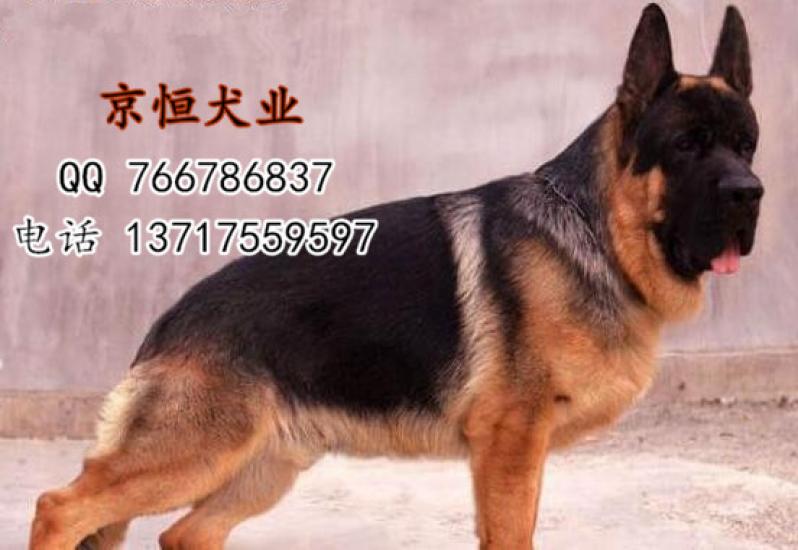 北京锤系德牧多少钱 赛级德牧幼犬