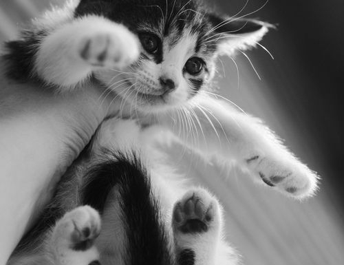 猫咪也应该偶尔吃素补充补维生素[猫咪饮食]