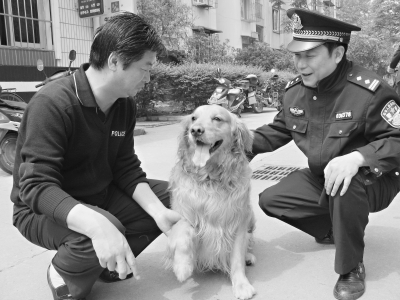 家养金毛犬追着送毒者满小区跑