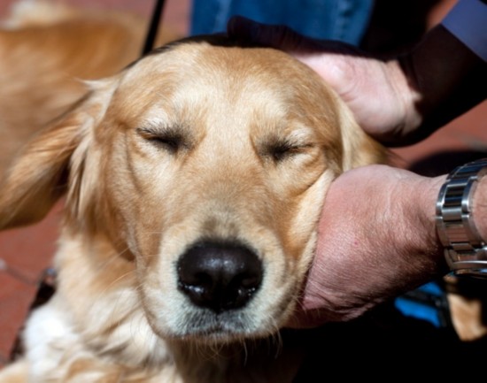 灾难后的疗伤者：“抚慰犬”金毛