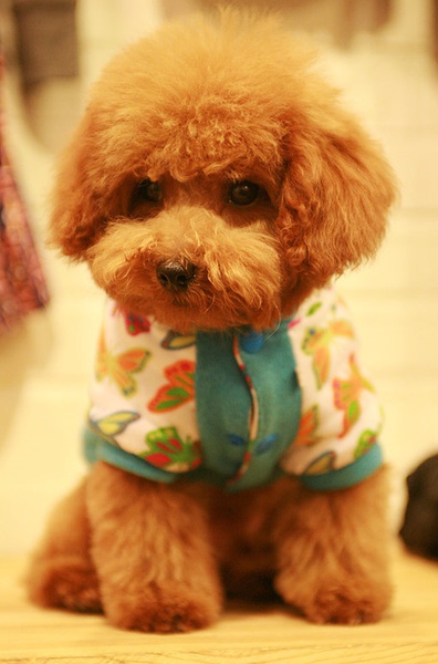 可爱的泰迪小狗狗-泰迪犬的详细介绍