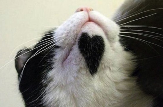 盘点带有独特标记的猫咪秀