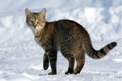 猫咪的冬天:雪地里的喵星人