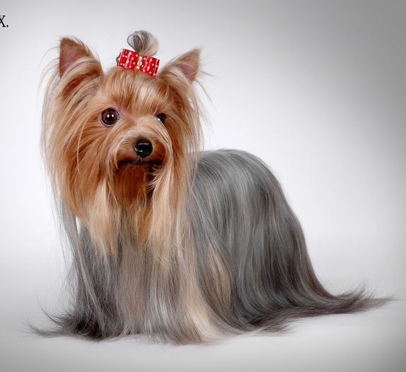 约克夏梗(约瑟爹利，Yorkshire Terrier)简介