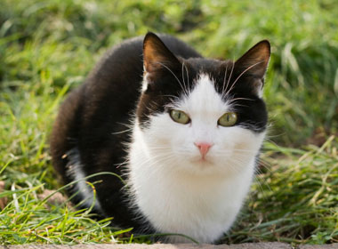 如何照料宠物猫“安度晚年”