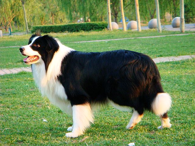 最聪明的狗狗边境牧羊犬简介