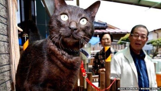 日本宠物猫大海啸后失踪3年终与主人团聚