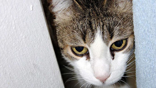 德国一宠物猫走失12年后重回主人身边