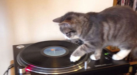 爱尔兰小猫模仿DJ用爪打盘