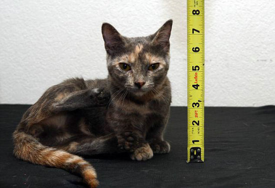 这才叫做小猫咪：美宠物猫身高不足13厘米