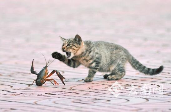 昆明一河边现“猫虾大战” 小龙虾三局两胜吓退猫咪
