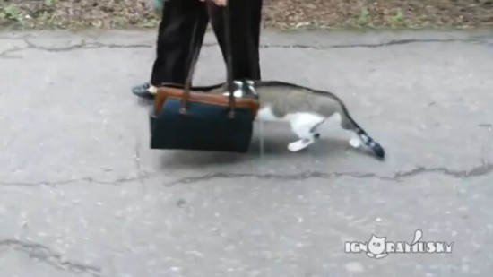 [萌]胆小猫咪跳进陌生女子背包寻庇护