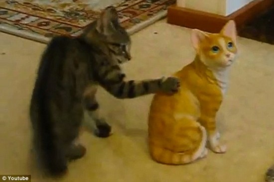 英可爱猫咪对陶瓷猫“开战”萌翻网友