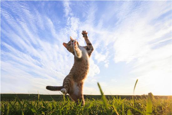 摄影师超酷猫咪摄影：飞天喵星人