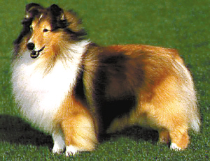 喜乐蒂牧羊犬详细简介