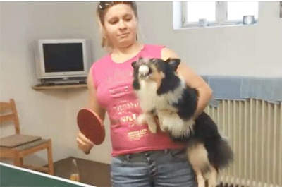 美国一只喜乐蒂牧羊犬成乒乓天才狗动作敏捷媲美人类
