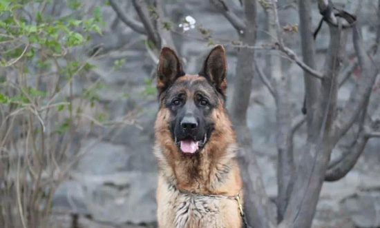 如何培养一只诚实的德国牧羊犬