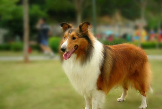 喜乐蒂牧羊犬详细特征