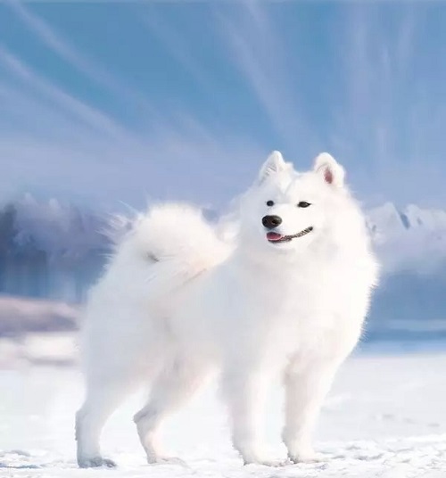 萨摩耶犬的简单训练