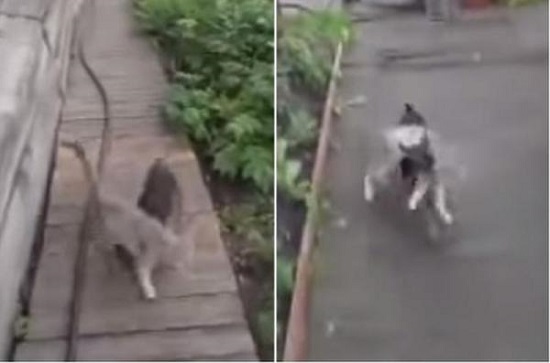 俄吉娃娃“背”猫咪回家 乖巧可爱喜感十足