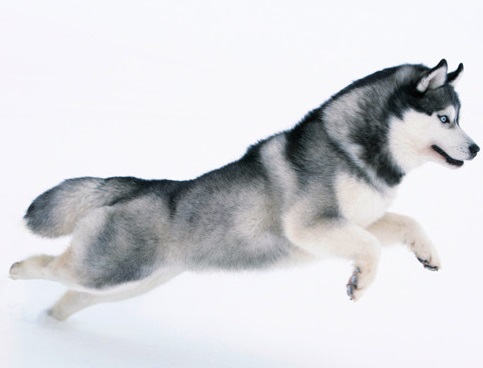哈士奇纯种幼犬的购买售价