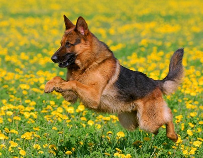 德国牧羊犬的价格差异因素的调查