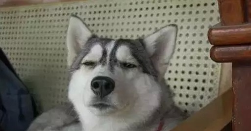 第一次养哈士奇的注意事项