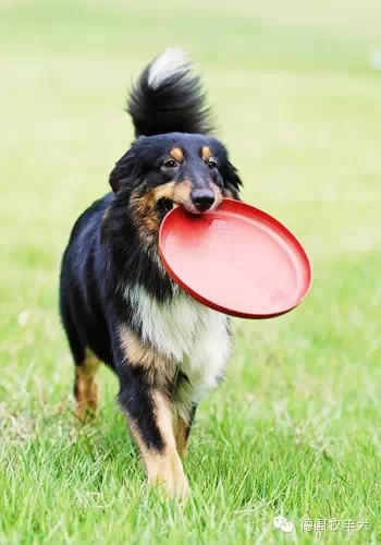 德国牧羊犬训练接飞盘的五点注意