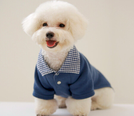 比熊犬脱毛症怎么科学医治