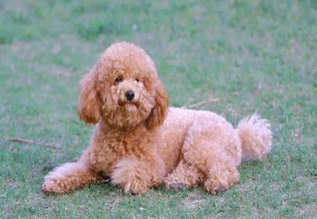 泰迪犬的科学锻炼方法